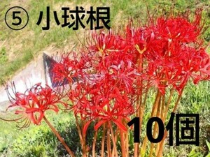 ⑤ 赤色 彼岸花 リコリス球根 小 10個 