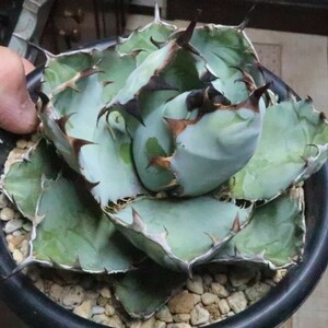 Agave アガベチタノタ　ブラックアンドブルー　(検　多肉植物　グラキリス　サボテン　ビカクシダ　パキポディウム)