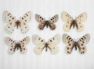 海外の蝶標本　外国産ウスバシロチョウ類（パルナシウス類）6種6匹セット　1/2