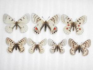 海外の蝶標本　外国産ウスバシロチョウ類（パルナシウス類）6種7匹セット　2/2