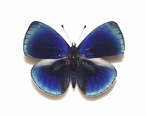 外国産蝶標本　オプティマアカネタテハ　A-♂　ペルー 産