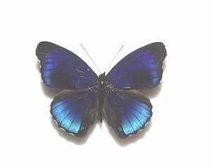 外国産蝶標本　アルパイスアイイロタテハ　A-♂　ペルー 産