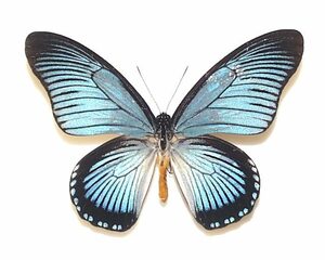 外国産蝶標本　ザルモクシスオオアゲハ　A-♂　RCA 産