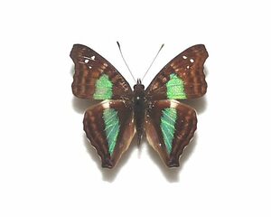外国産蝶標本　ラウレンティアアメリカコムラサキ　A-♂　アルゼンチン 産