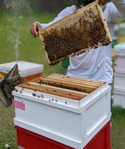 合計900g 新蜜　天然蜂蜜　春の百花蜜　国産蜂蜜　非加熱　生はちみつ 岐阜県産　送料無料　_画像5