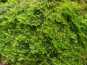 希少種　フォーリースギバゴケ約５センチ角 珍しい美しい苔 コケリウム