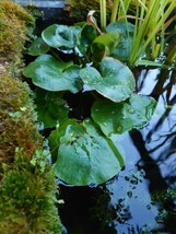 【送料出品者負担】トチカガミの植芽　5個　屋外栽培　浮草　浮葉植物　日本の希少水生植物　屋内水槽可　ビオトープ　メダカの産卵床に_画像2