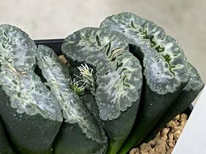 多肉植物 ハオルシア 玉扇 大黒実生 