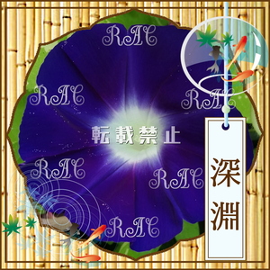 【深淵／種(３粒)】希少 人気品種 美花 大輪朝顔 黄斑入蝉葉濃紺筒白 