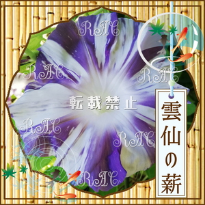 【雲仙の薪／種(３粒)】希少 人気品種 美花 大輪朝顔 黄斑入蝉葉黒鳩縞筒白