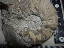 日本産　北海道　白亜紀　アンモナイト　化石（マーシャリテス）_画像6