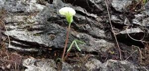 [NMPV] Arisaema aff. kayahense Kayah テンナンショウ マムシグサ ウラシマソウ 山野草 熱帯植物