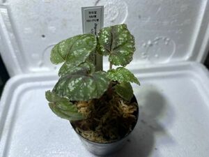 [NM] Begonia handelii var. prostrata 600m Bat Xat ベゴニア 原種 熱帯植物