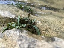 [B品] [NM] Cryptocoryne crispatula var. crispatula Trung Kanh, Cao Bang クリプトコリネ 原種 熱帯植物 水草_画像1