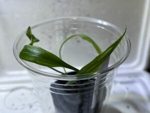 [入荷前セール] Cryptocoryne spiralis var. cognatoides インドファーム便 クリプトコリネ 原種 熱帯植物 水草