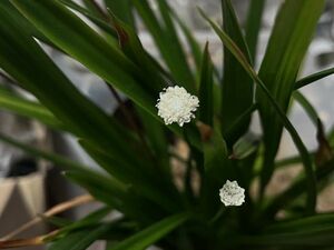 Mesanthemum radicans ’No.3‘ 2022年カミハタギニア便 ホシクサ 原種 熱帯植物