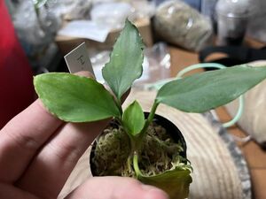 [ゆくオクくるオク] [NMPV] Homalomena sp. West Java 原種 ホマロメナ 熱帯植物