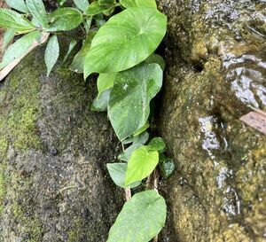 [入荷前セール] [NM] Steudnera sp. TX.Lao Cai ステウドネラ アロカシア コロカシア 原種 熱帯植物 アロイド サトイモ科