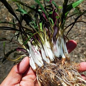 [ゆくオクくるオク][NMPV] Cryptocoryne crispatula var. albida “Red Flower” Kayin クリプトコリネ 水草 原種