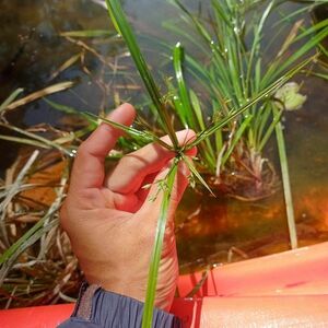 [ゆくオクくるオク][NMPV] Cyperus helferi Kayin シペラス 熱帯植物 水草 原種 カヤツリグサ