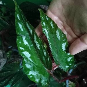 [ゆくオクくるオク][NMPV] Begonia mariachristinae Putao ベゴニア 原種 熱帯植物
