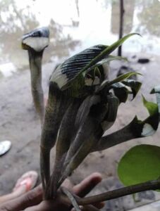 [NMPV] Arisaema sp. Rakhine テンナンショウ マムシグサ ウラシマソウ 原種 山野草 熱帯植物