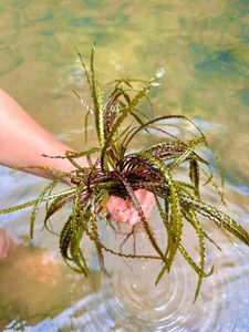 [B品] [NMPV] Cryptocoryne crispatula var. tonkinensis Quang Ninh クリプトコリネ 原種 熱帯植物 水草