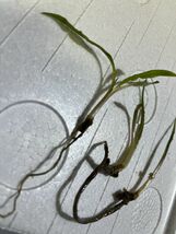 [B品] [NM] Cryptocoryne crispatula var. crispatula Trung Kanh, Cao Bang クリプトコリネ 原種 熱帯植物 水草_画像3