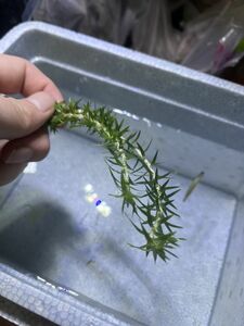 ペドラスター(東) ホシクサ 原種 熱帯植物　水草