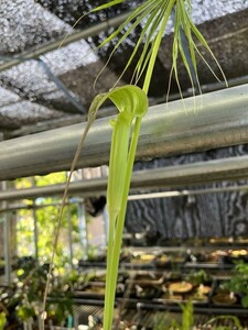 [ゆくオクくるオク] [NMPV] Arisaema aff. consanguineum Honghe クルマバテンナンショウ マムシグサ 原種 山野草 ウラシマソウ