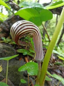 [ゆくオクくるオク] [NMPV] Arisaema sp. Sect. Franchetiana テンナンショウ マムシグサ ウラシマソウ 山野草