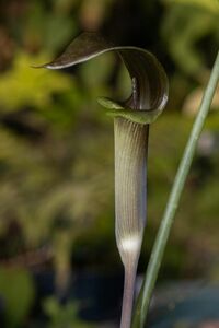 [ゆくオクくるオク] [NMPV] Arisaema petiolulatum Baoshan テンナンショウ マムシグサ 原種 熱帯植物 山野草 ウラシマソウ