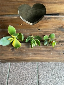 多肉植物 ベンケイソウ科 クラッスラ属 金のなる木 花月3種類カット苗 黄金姫花月 花月錦（斑入り）黄金花月（斑入り）