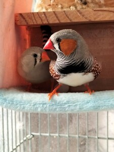 有精卵 食用 卵　3個　キンカチョウ　　錦花鳥　ノーマル　シナモン　