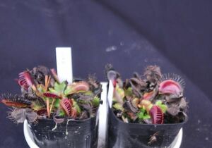 ハエトリソウ　JAG 2ポット　第4種送料290円　秋　Dionaea muscipula　ディオネア・マスキプラ　食虫植物　　ハエトリグサ