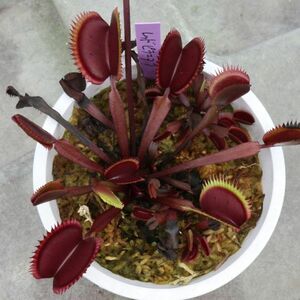 ハエトリソウ　レッドピラニア 1株　第4種発送73円　Dionaea muscipula RedPiranha　ディオネア・マスキプラ　食虫植物　ハエトリグサ(0)