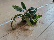 Bucephalandra sp.Sokan3 “Shine Blue” kn便　ブセファランドラsp.ソカン3　シャインブルー　大株　ラスト_画像5