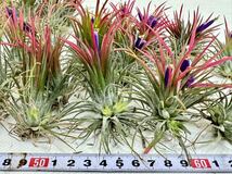 【Tillandsia ionantha ‘Fuego’　 チランジア　イオナンタ　フェゴ　120株セット　送料無料　オススメ】_画像10