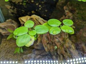 PURE water plants * prompt decision! Amazon frog pito5 stock me Dakar . tropical fish. aquarium .! water quality .. action also equipped!