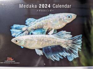 PURE☆2024年度アクアリウムカレンダー！1個 毎年人気です！プレゼントにも喜ばれます！メダカver.送料185円！