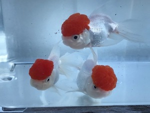 PURE金魚★品評会特価★国産上物 高頭丹頂 1匹 約６ｃｍ～８ｃｍ 綺麗な丹頂 頭が綺麗に出ています ！ 見事な丹頂 ！人気 Goodサイズ