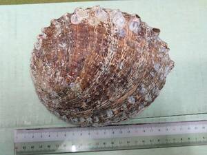 貝　貝殻　鮑　日本アワビ　標本　　特大メガイアワビ　１８５