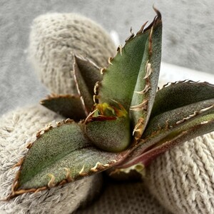 G40 Giant Beast 巨獣 狂刺良血統 アガベ チタノタ agave titanota 