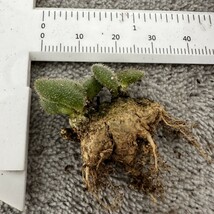 H48 Tylecodon pusillus 珍奇植物 塊根植物 激レア_画像6