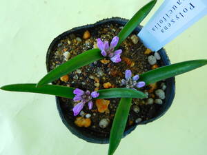 Polyxena paucifolia　ポリキセナ　パウシフォリア　（ケープバルブ）