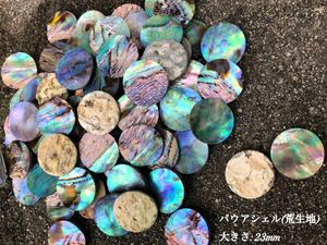 ＊送料無料＊パウアシェル(NZアワビ)荒生地/23mm 10個セット＊