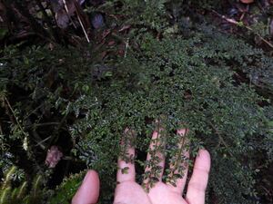 Elatostema mongiensis Mt. Hagen, PNG 巨大で極小の葉