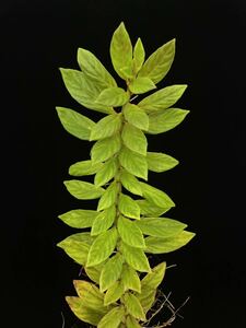 コルムネア Columnea schiedeana Mexico