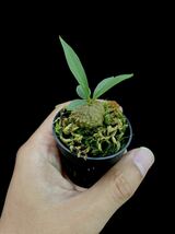 アリ植物 Myrmecodia platytyrea (brown petioles) Timika, Central Papua 実生株_画像4