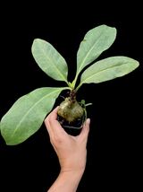 アリ植物 Myrmecodia tuberosa Malaysia 実生株_画像1